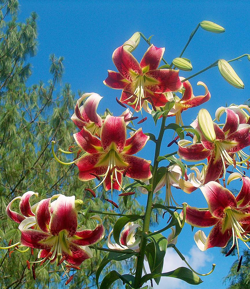 Lilium Sheherazade