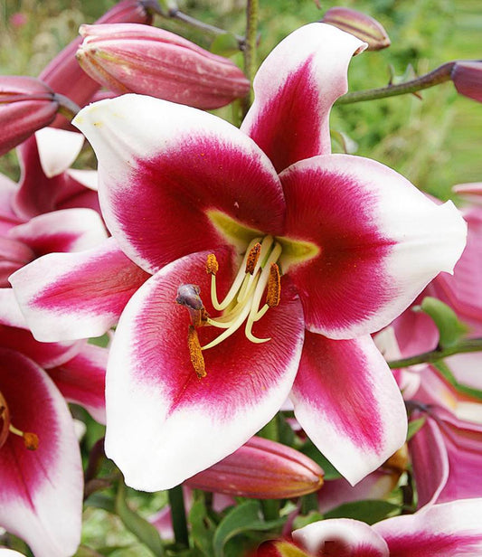 Lilium Silk Road