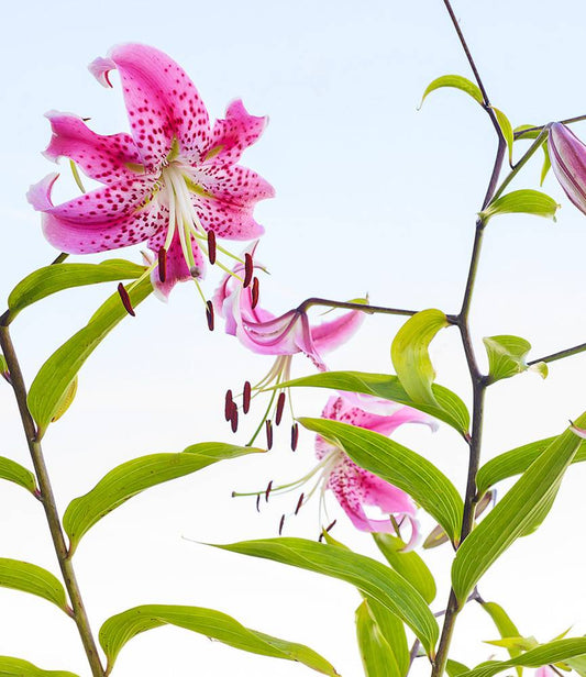 Lilium Speciosum Uchida