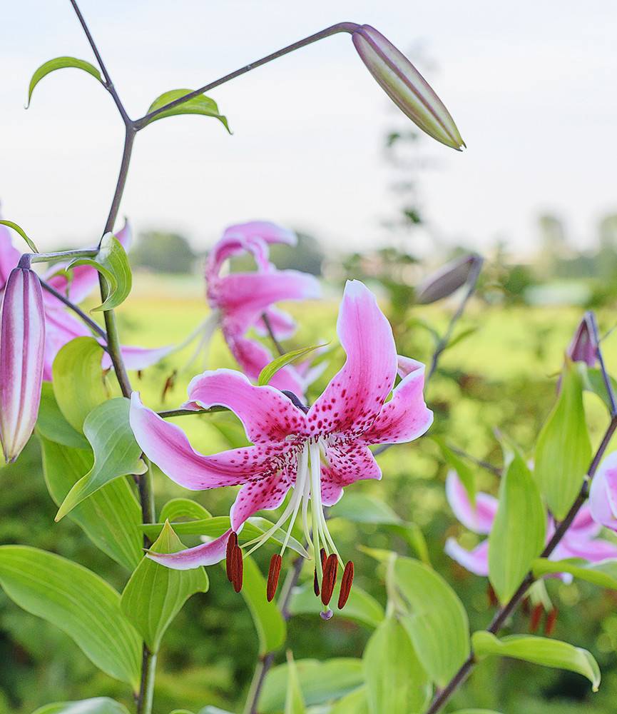 Lilium Speciosum Uchida