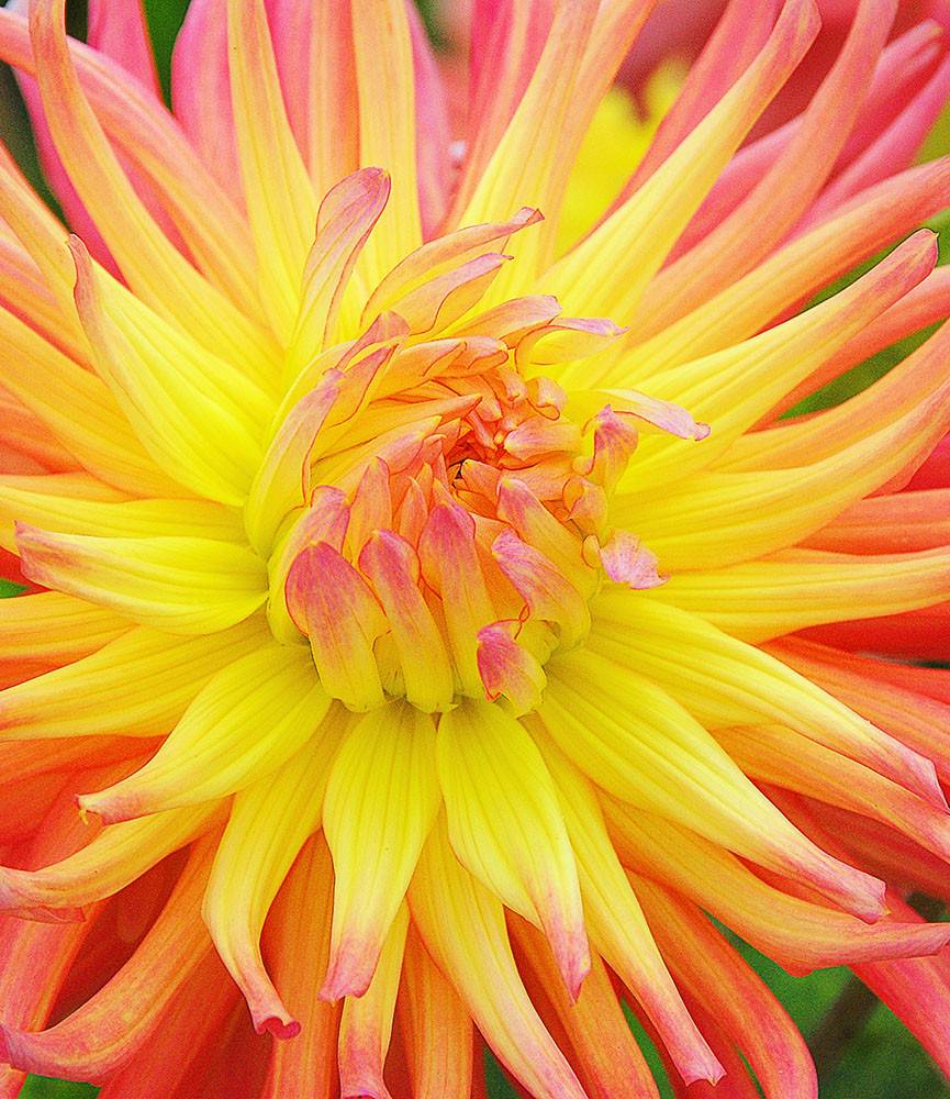 Dahlia Alfred Grille