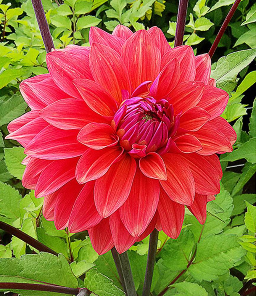 Dahlia American Dawn