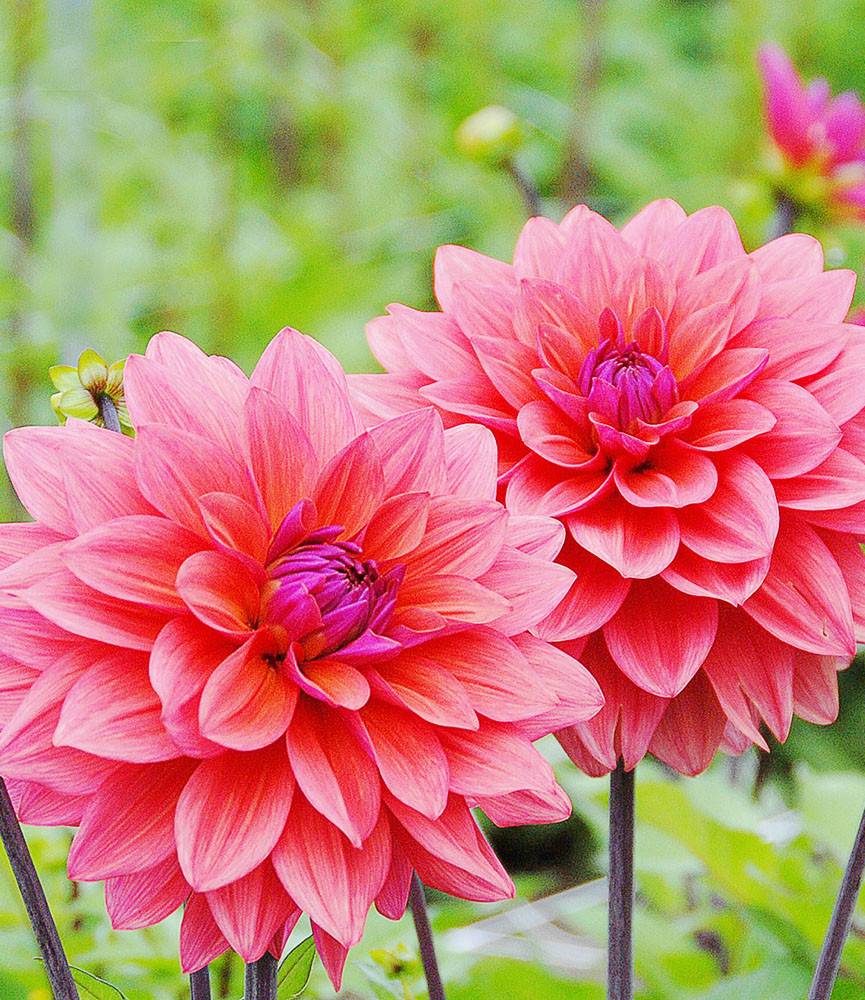 Dahlia American Dawn