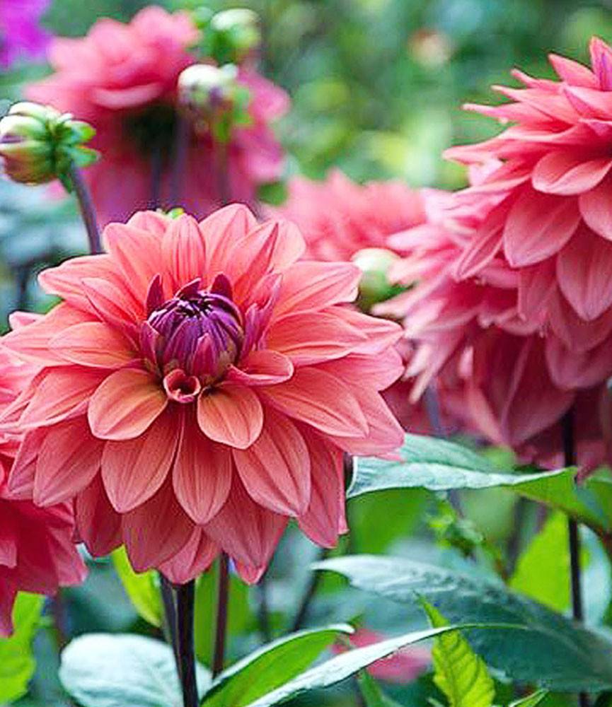 Dahlia American Dawn