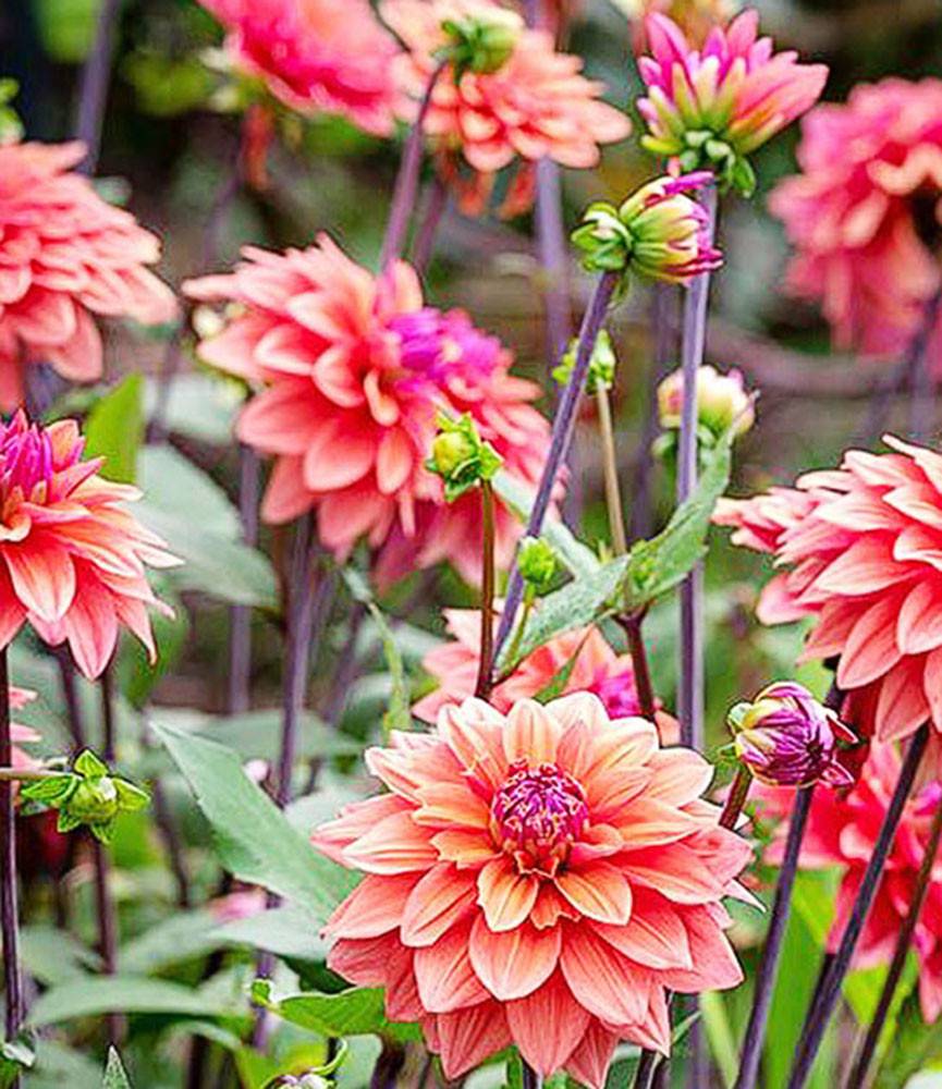 Dahlia American Dawn