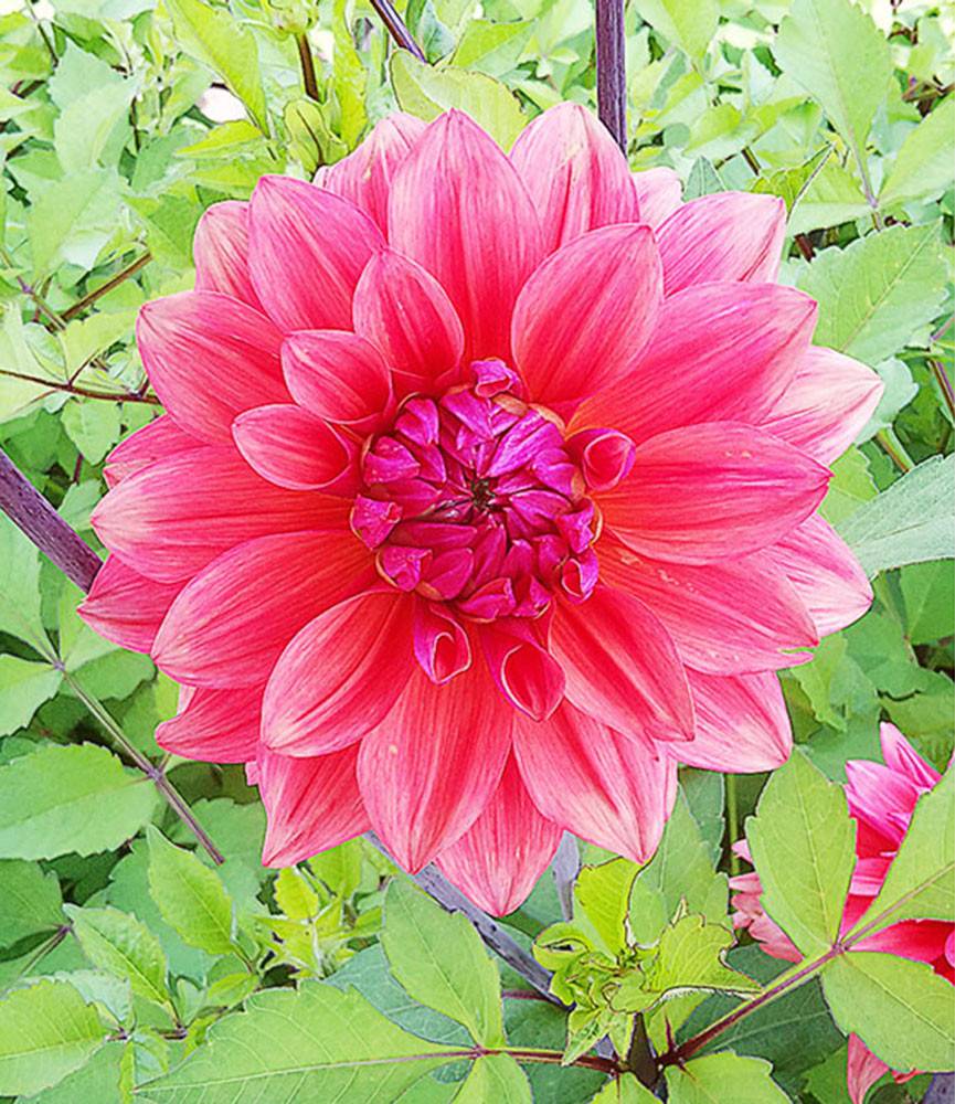 Dahlia American Dawn