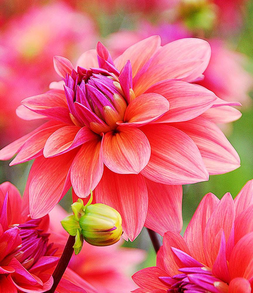 Dahlia American Dawn