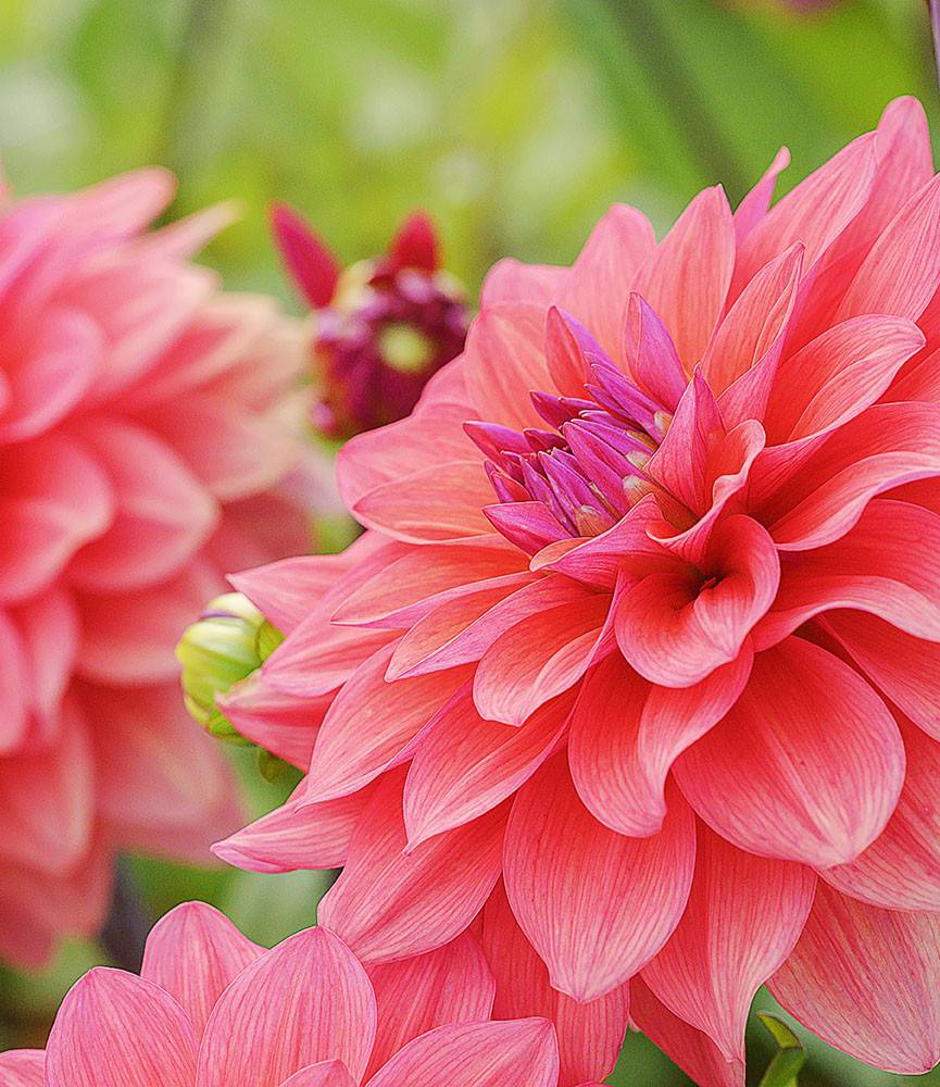 Dahlia American Dawn