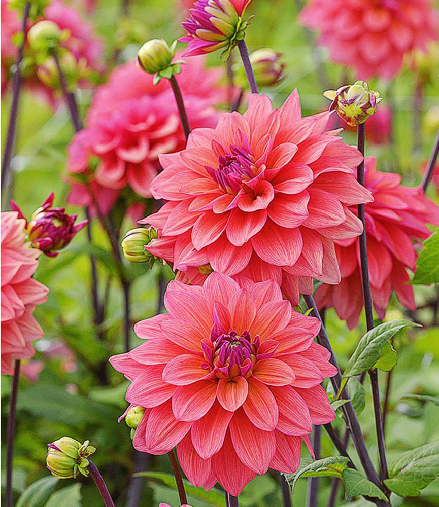 Dahlia American Dawn