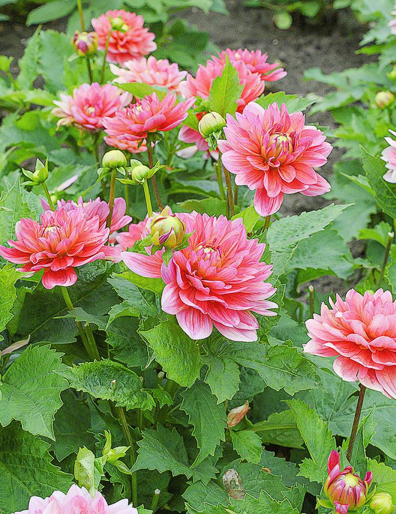 Dahlia Berliner Kleene