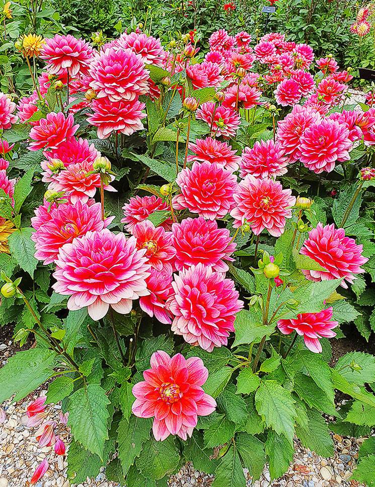 Dahlia Berliner Kleene