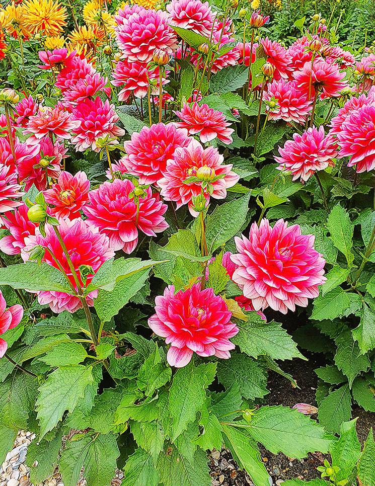 Dahlia Berliner Kleene