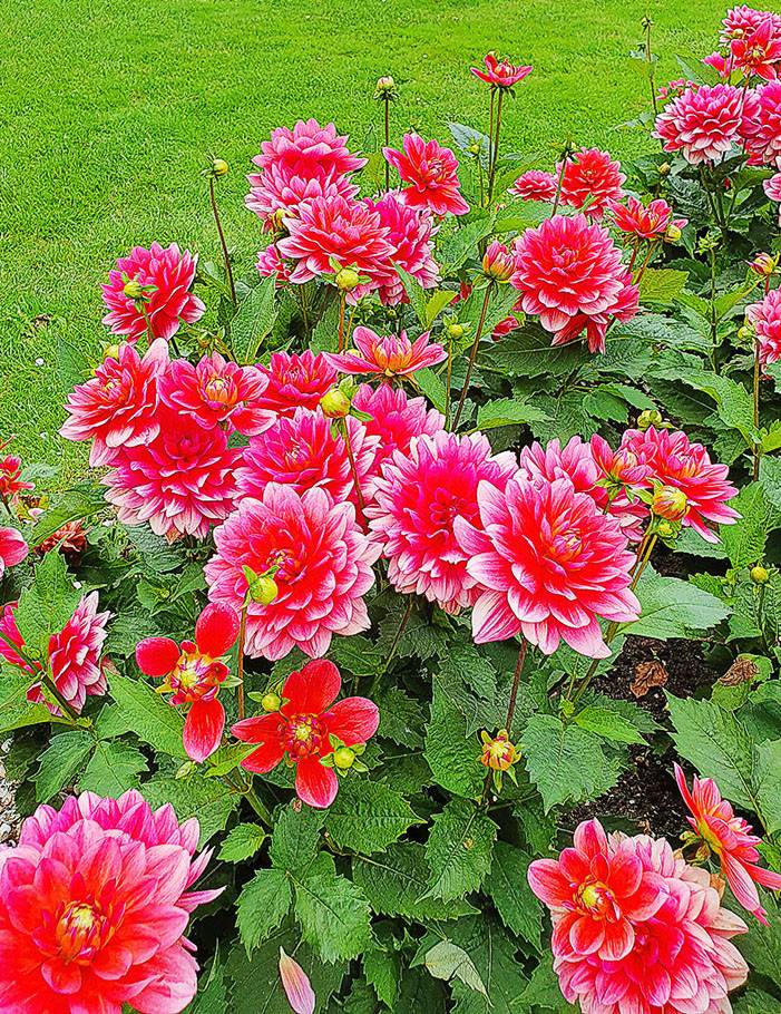 Dahlia Berliner Kleene