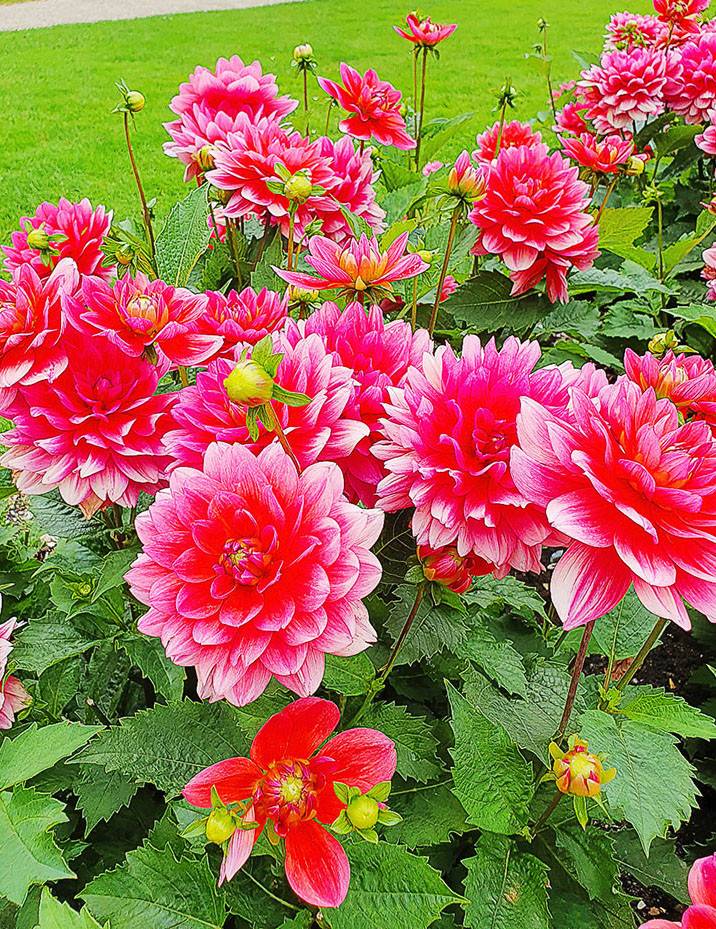 Dahlia Berliner Kleene