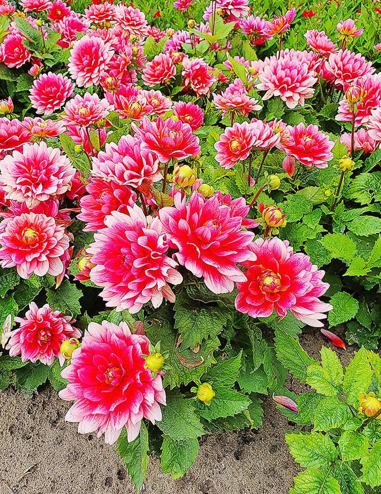 Dahlia Berliner Kleene