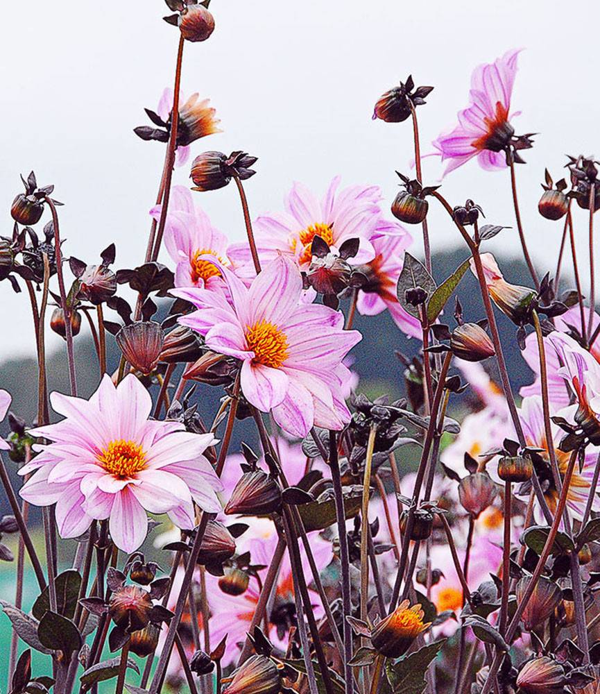 Dahlia Bishop of Leicester