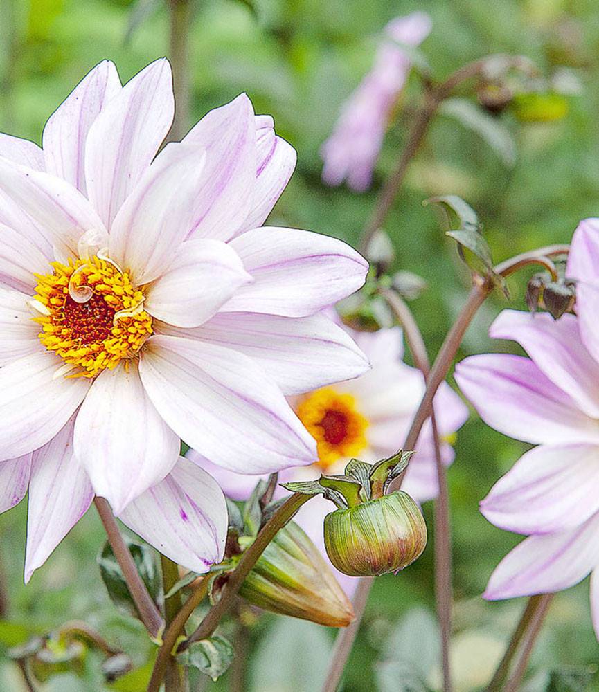 Dahlia Bishop of Leicester