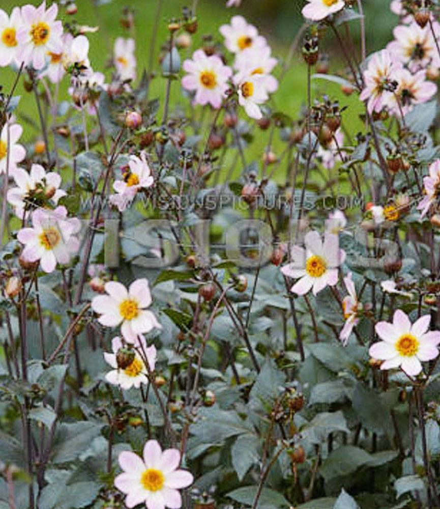 Dahlia Bishop of Leicester