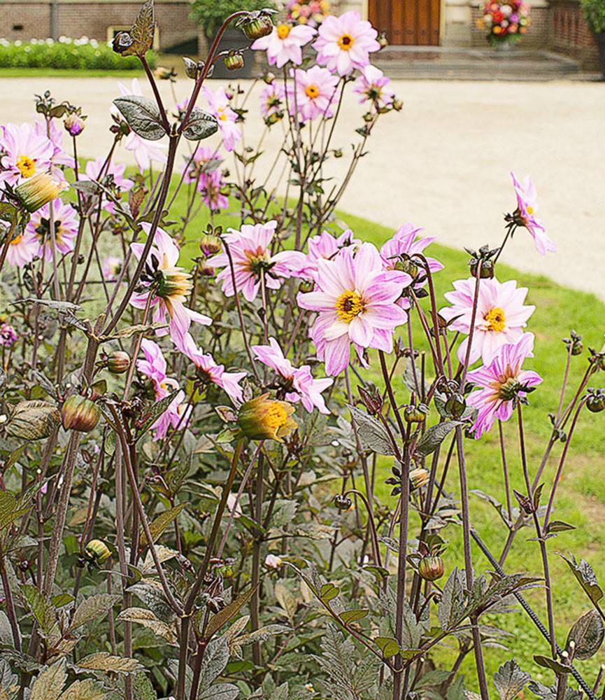 Dahlia Bishop of Leicester