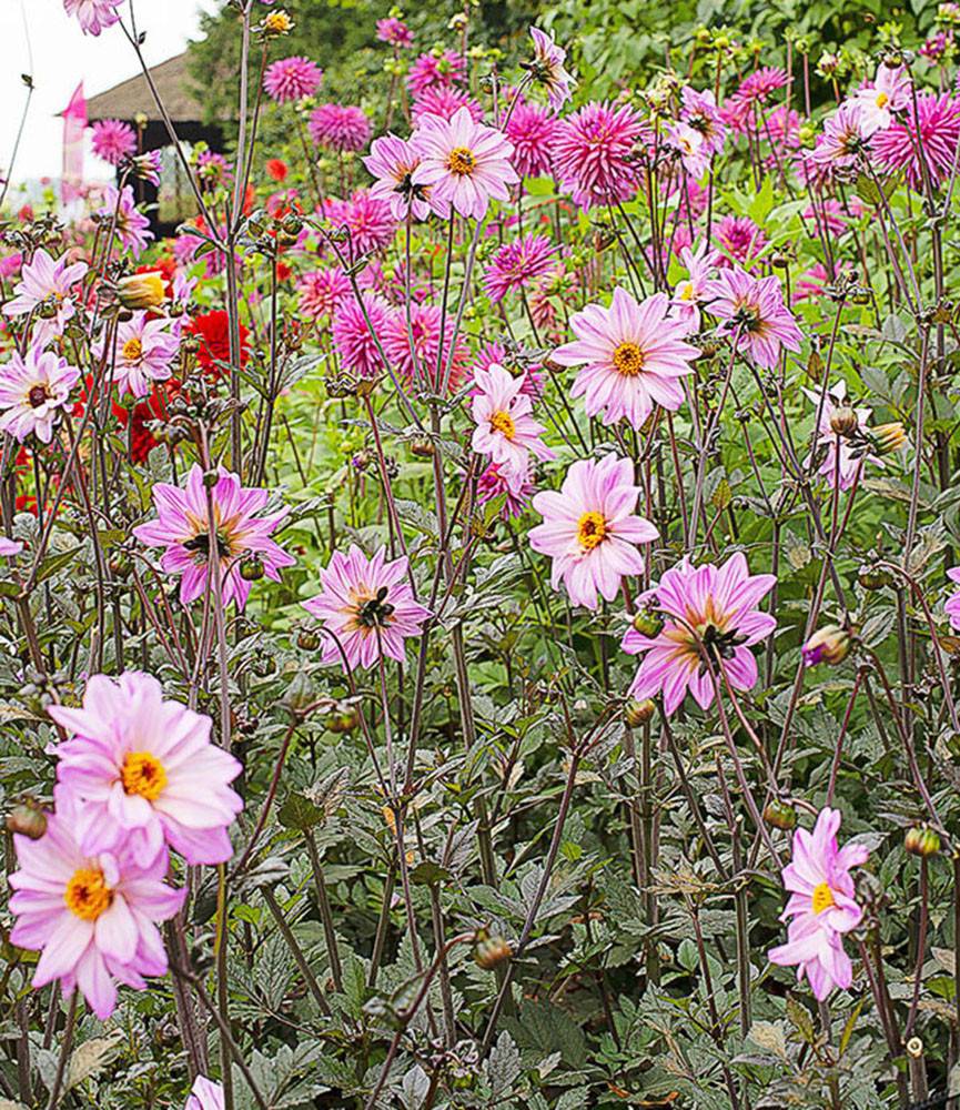 Dahlia Bishop of Leicester