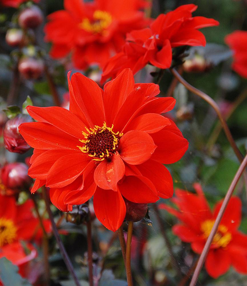 Dahlia Bishop of Llandaff