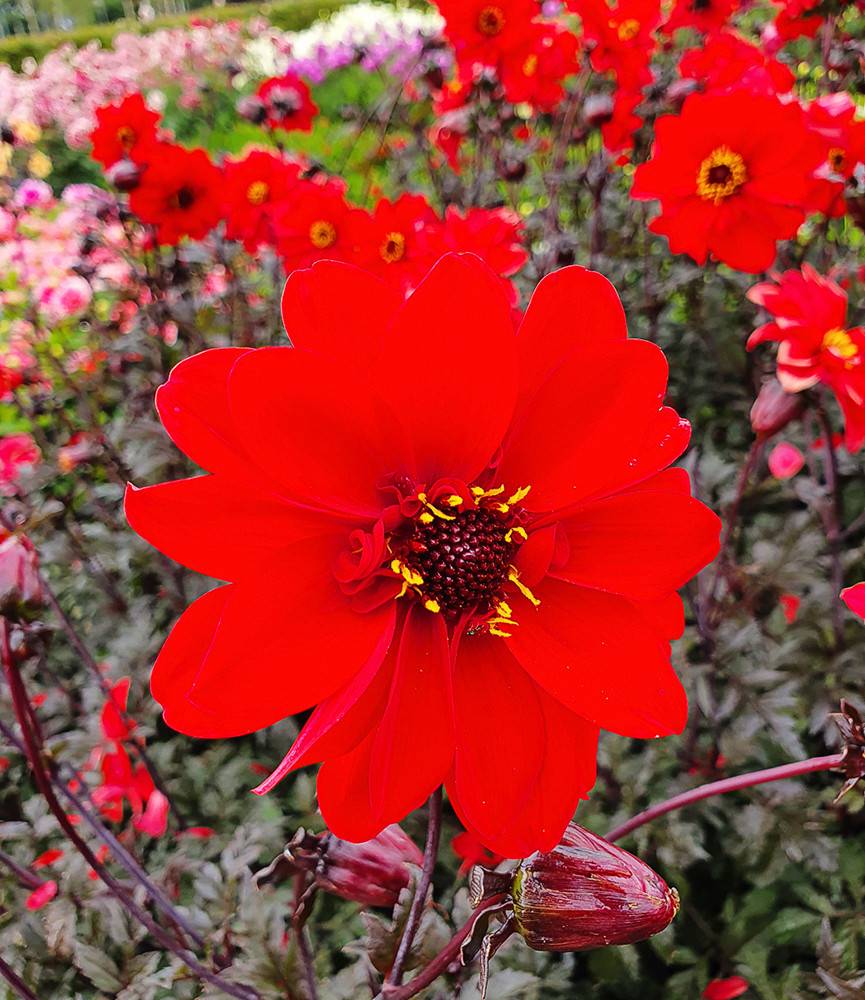 Dahlia Bishop of Llandaff