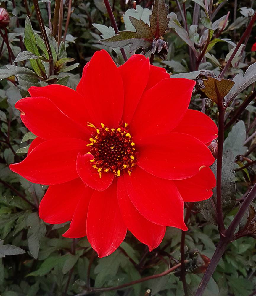 Dahlia Bishop of Llandaff