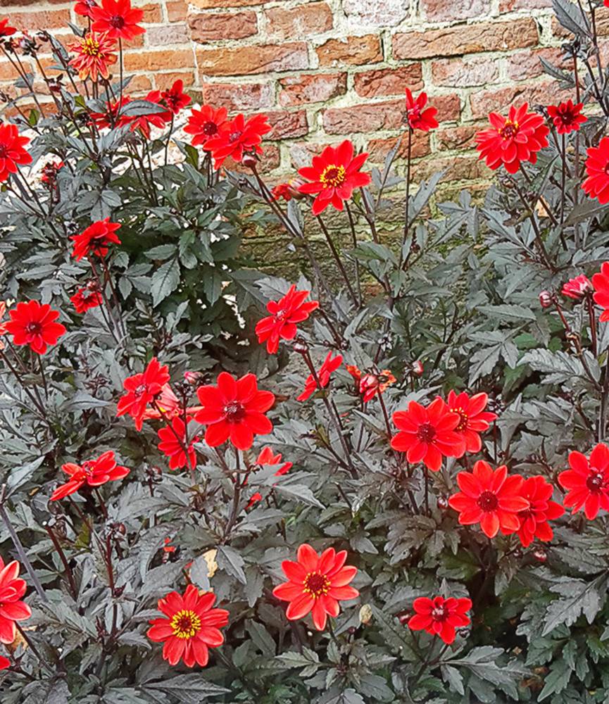 Dahlia Bishop of Llandaff