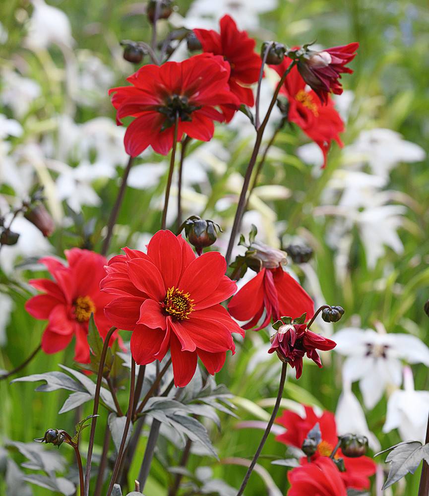 Dahlia Bishop of Llandaff