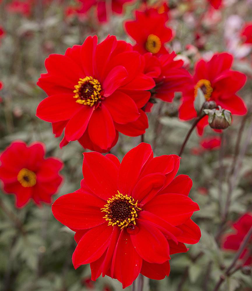 Dahlia Bishop of Llandaff