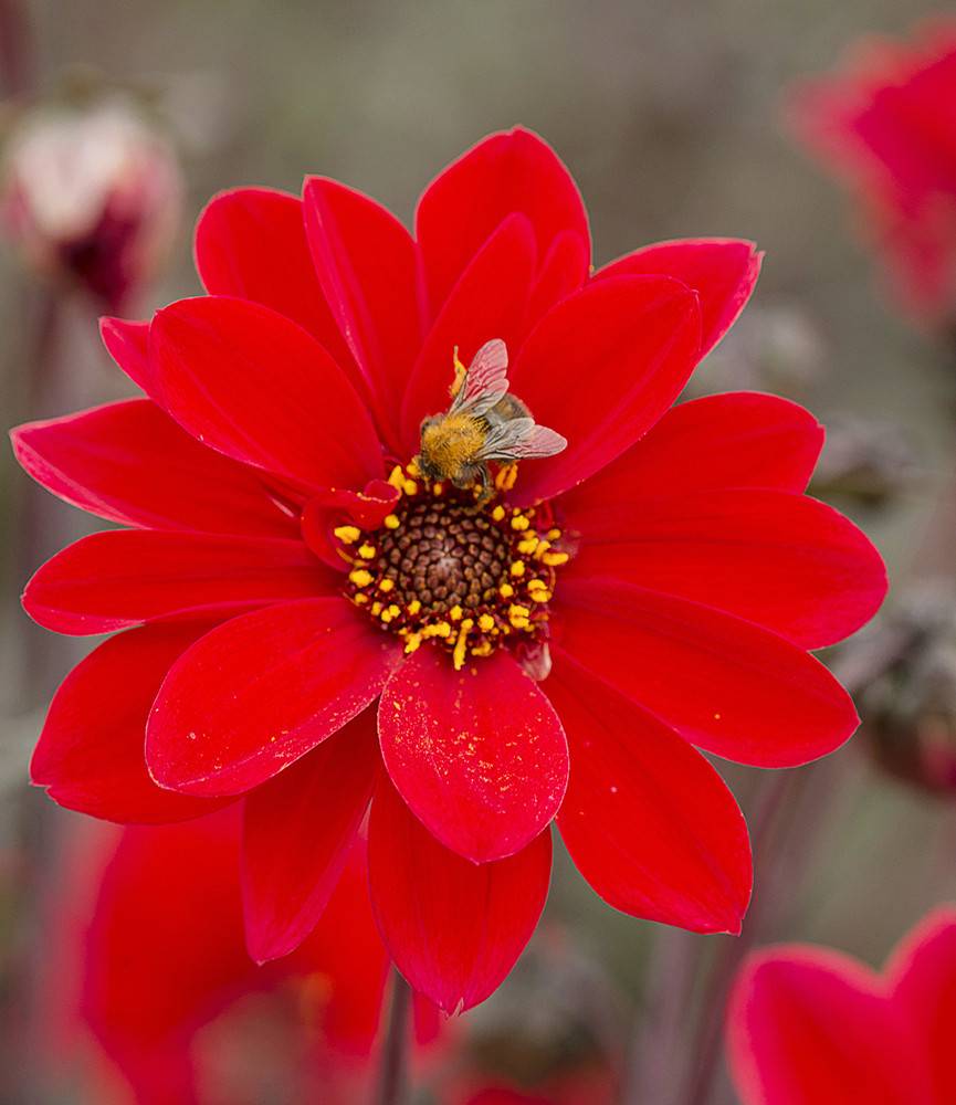 Dahlia Bishop of Llandaff