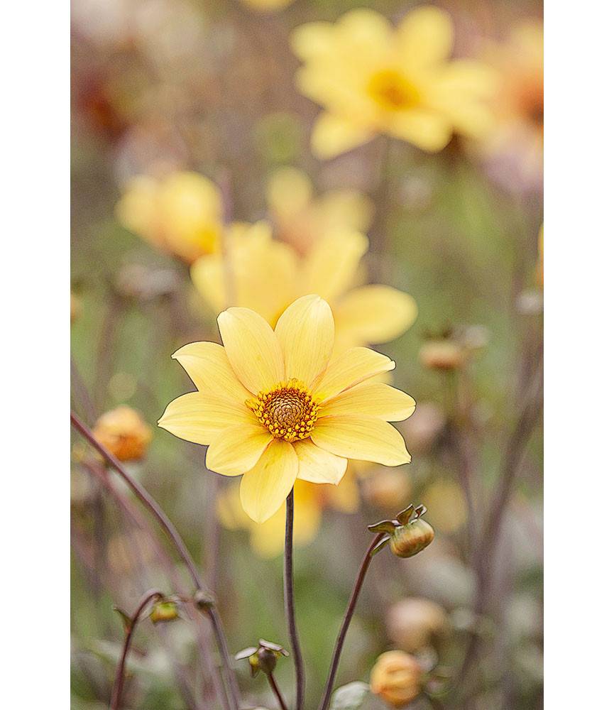 Dahlia Bishop of York