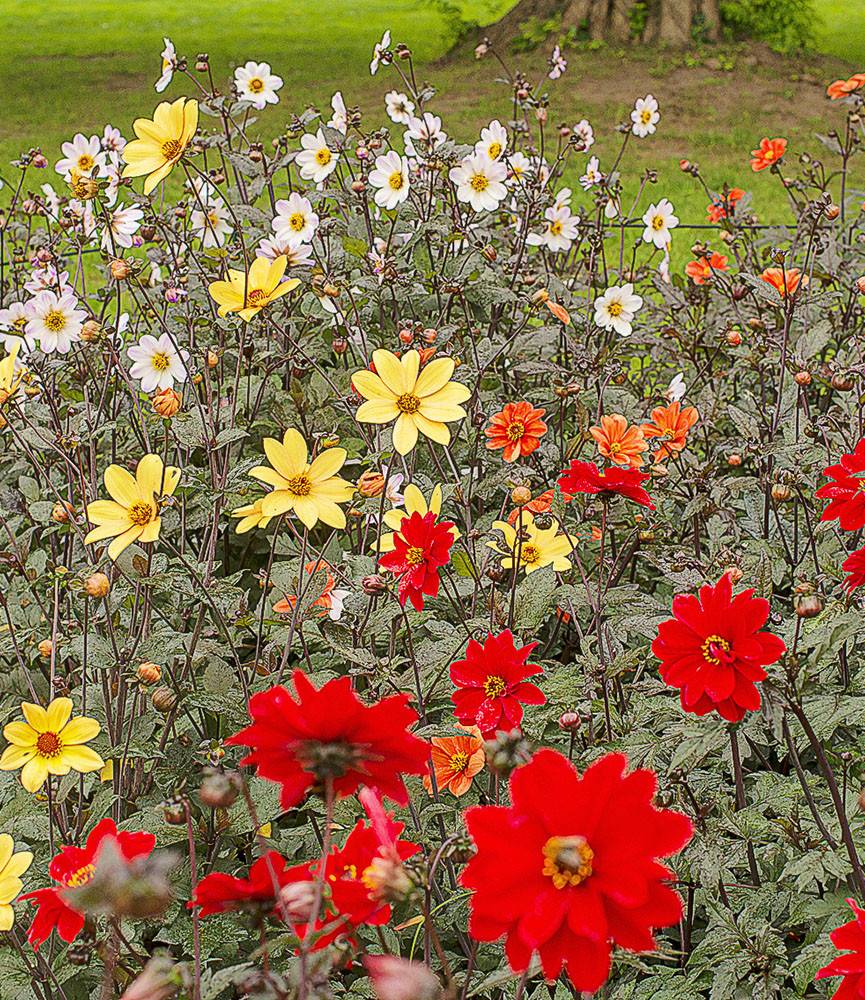 Dahlia Bishop of York