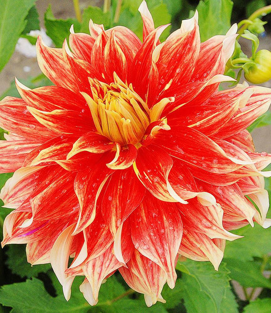 Dahlia Bodacious