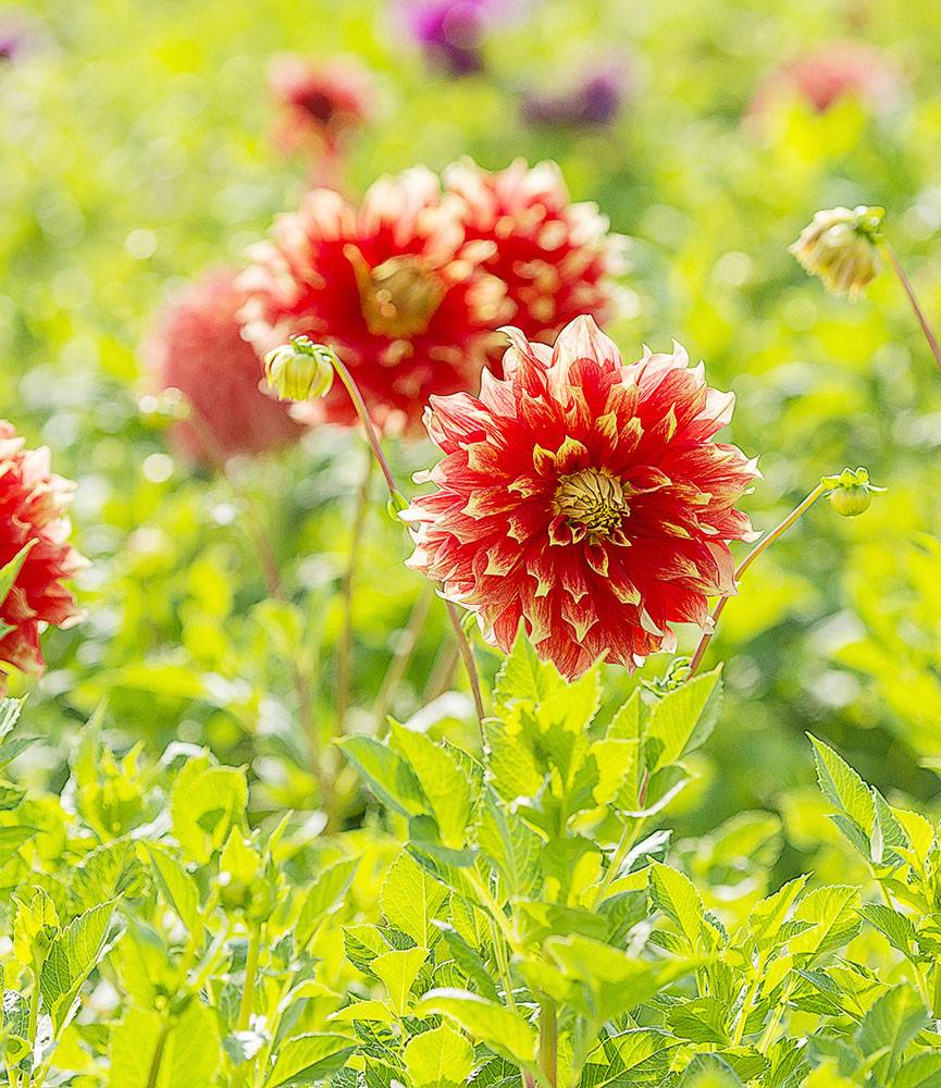 Dahlia Bodacious