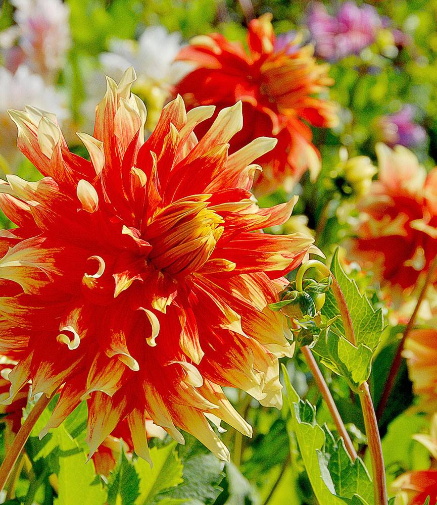 Dahlia Bodacious