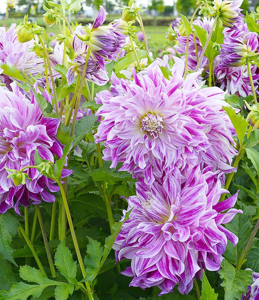 Dahlia Bristol Stripe