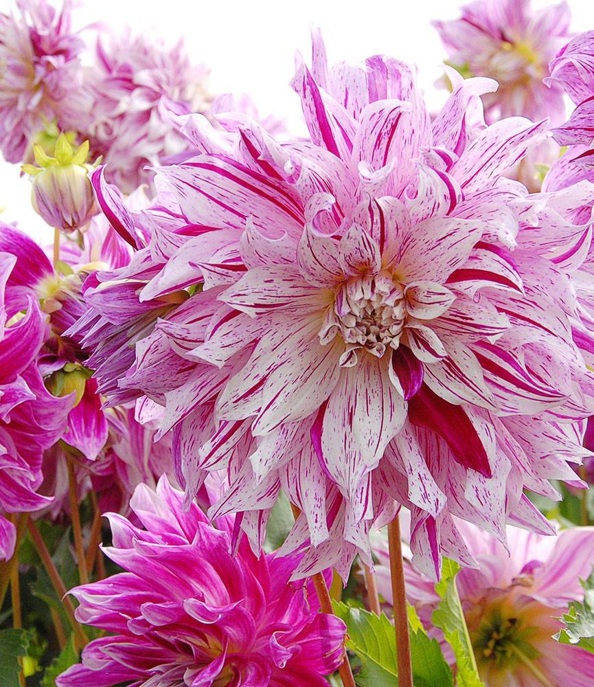 Dahlia Bristol Stripe