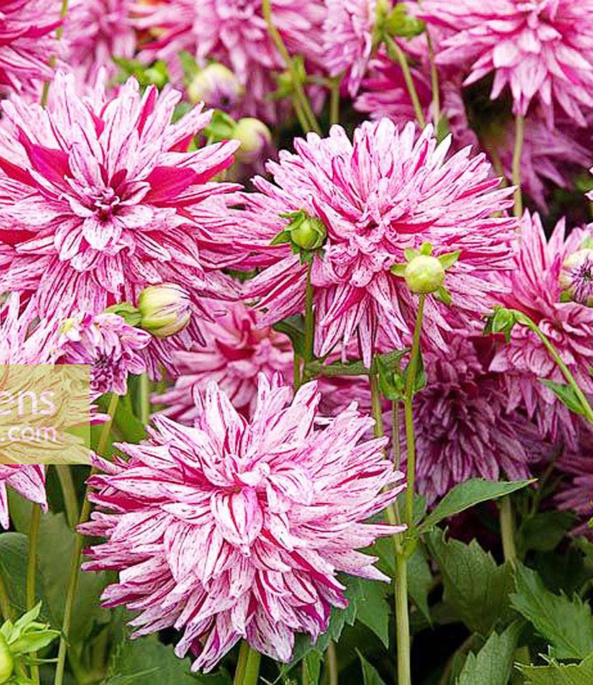 Dahlia Bristol Stripe