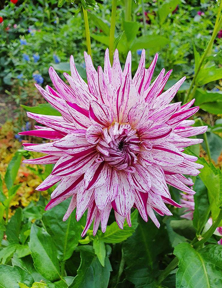 Dahlia Bristol Stripe