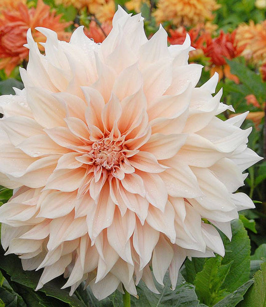 Dahlia Cafe au Lait