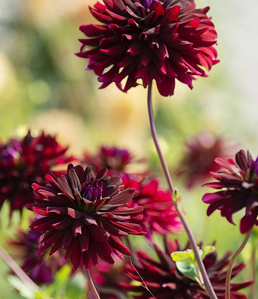 Dahlia Chat Noir