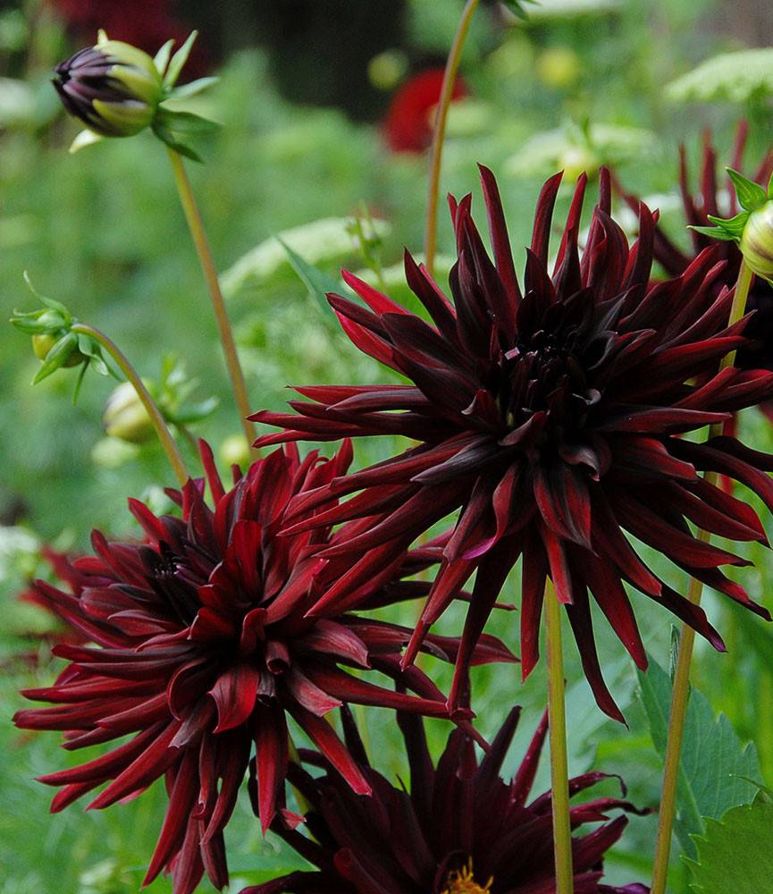 Dahlia Chat Noir