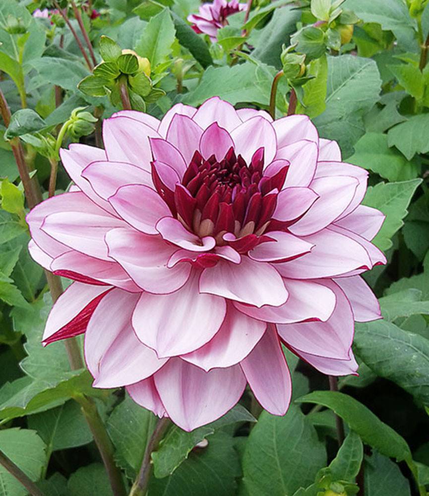 Dahlia Crème de Cassis