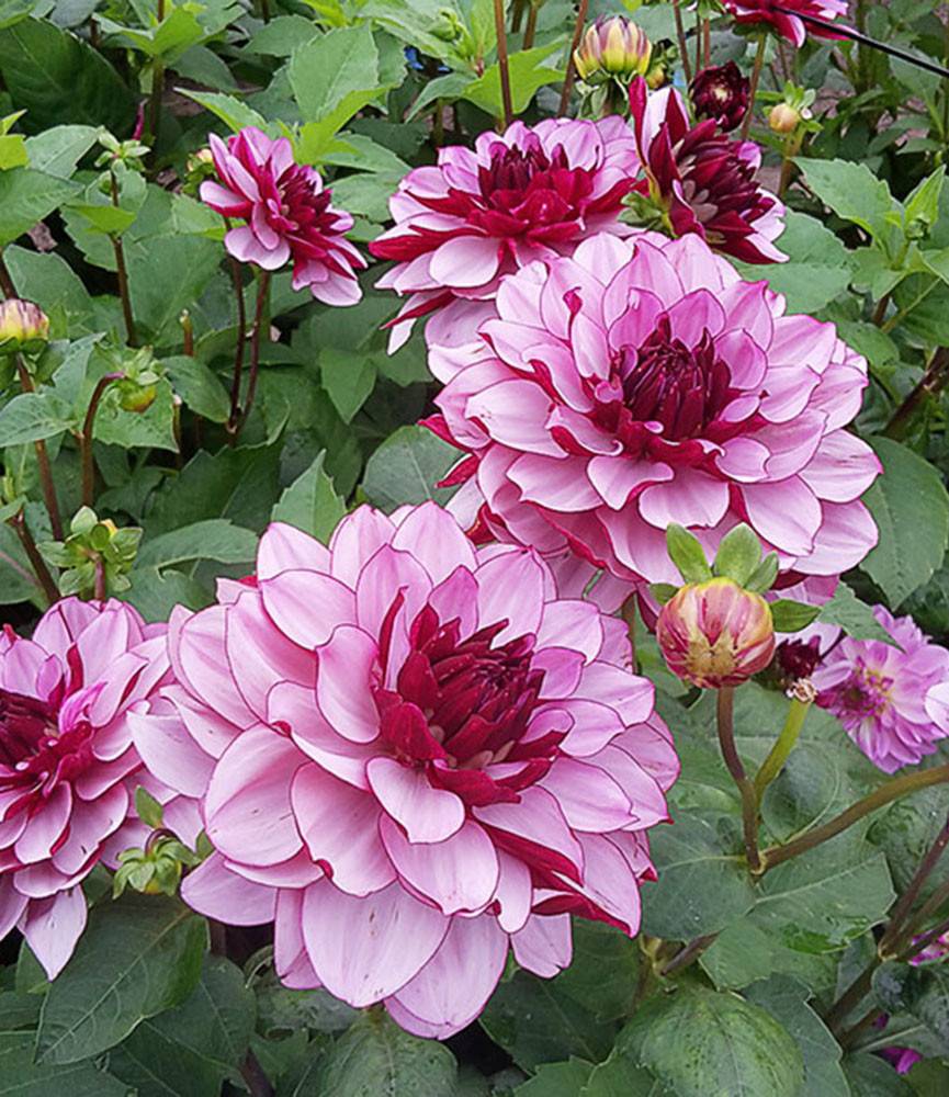 Dahlia Crème de Cassis