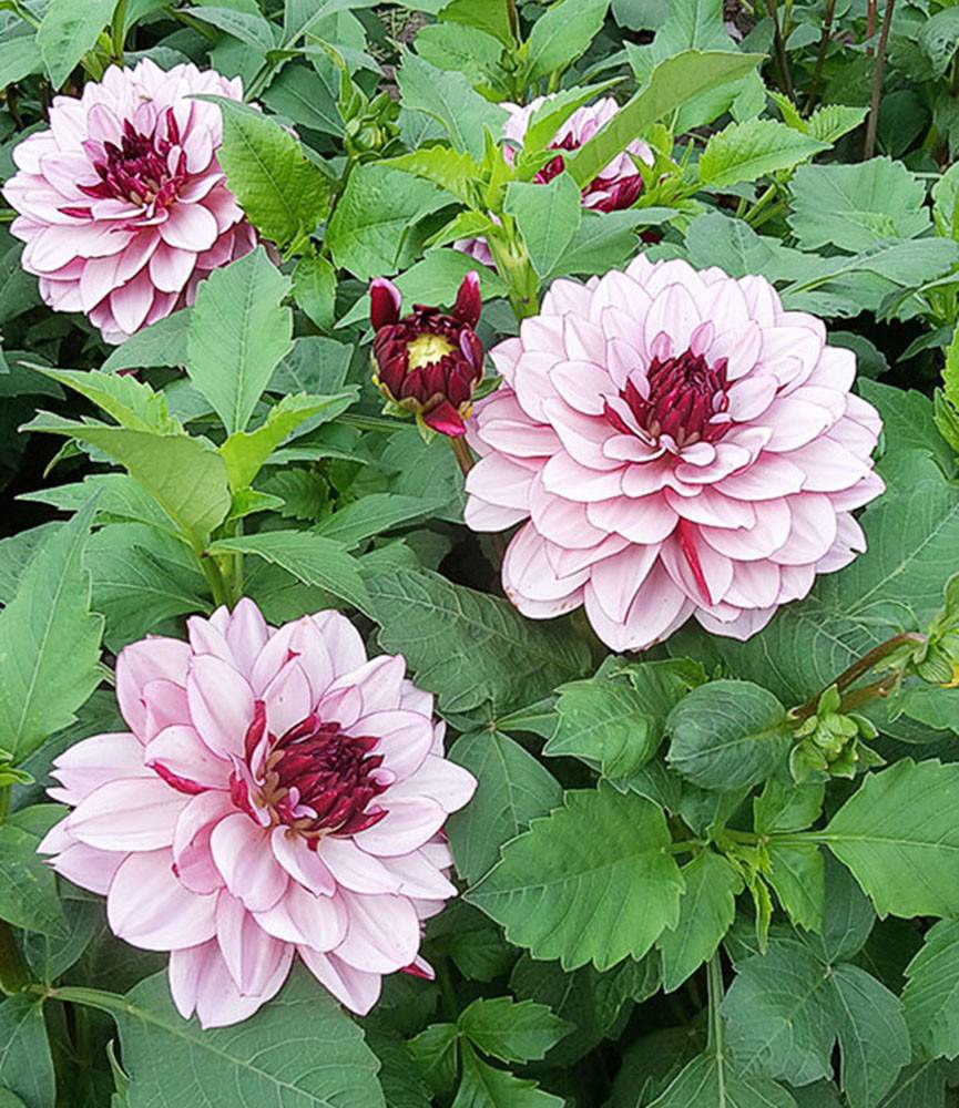 Dahlia Crème de Cassis