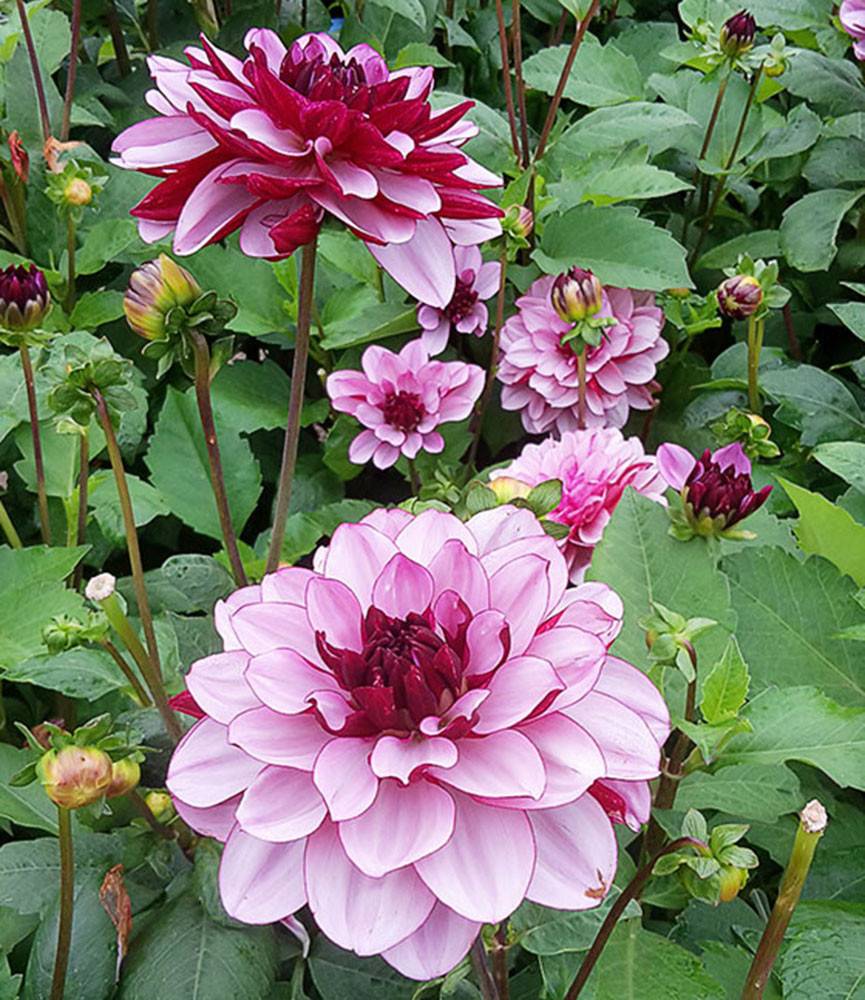 Dahlia Crème de Cassis