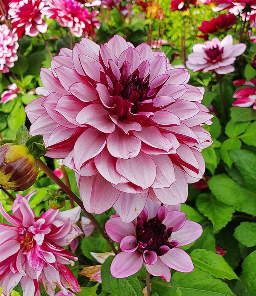 Dahlia Crème de Cassis