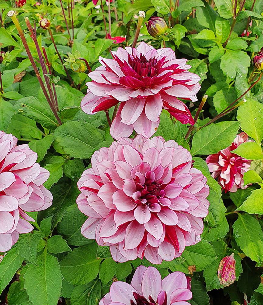 Dahlia Crème de Cassis