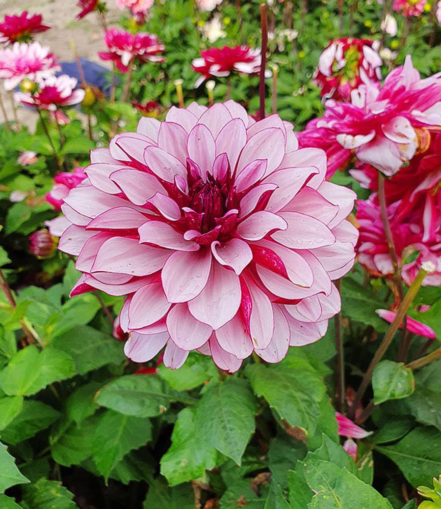 Dahlia Crème de Cassis